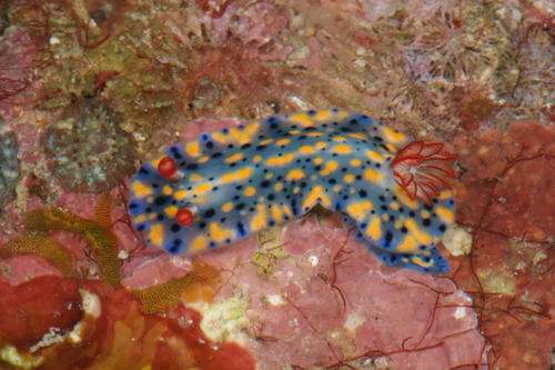Painted Hypselodoris