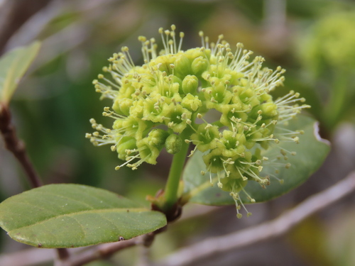 smooth devil's-claws (Pisonia rotundata)
