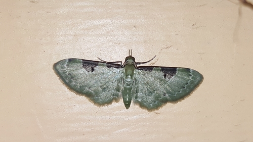 Eupithecia nemoralis image