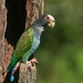 White-crowned Parrot - Photo (c) Oscar Perez, all rights reserved, uploaded by Oscar Perez