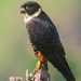 Falco rufigularis - Photo (c) Oscar Perez, όλα τα δικαιώματα διατηρούνται, uploaded by Oscar Perez