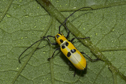 Adesmus hemispilus (Germar, 1821)