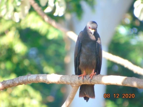 Snail Kite