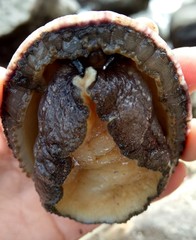 Image of Fissurella pulchra