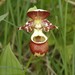 Cypripedium × alaskanum - Photo (c) Jeremy Gatten, all rights reserved, uploaded by Jeremy Gatten