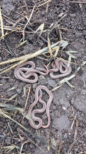 iNaturalist observation photo of Common Sharp-tailed Snake