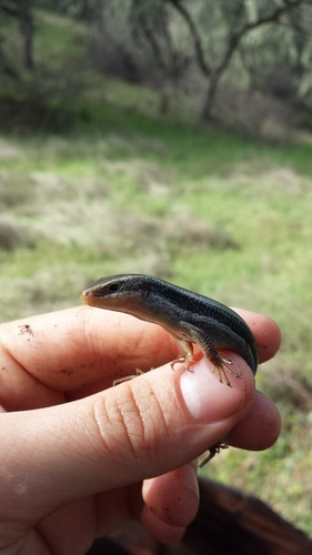 iNaturalist observation photo of Western Skink