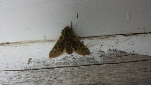 iNaturalist observation photo of Pacific Green Sphinx