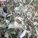 Eucalyptus tenuiramis - Photo (c) dougclarke2666, todos los derechos reservados