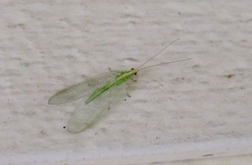 iNaturalist observation photo of Common Green Lacewings