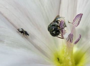 iNaturalist observation photo of Zadontomerus