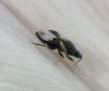 iNaturalist observation photo of Minute Pirate Bug