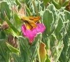 iNaturalist observation photo of Fiery Skipper