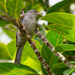 Pink-legged Graveteiro - Photo (c) Joao Quental, all rights reserved, uploaded by Joao Quental