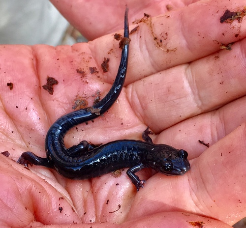 Southern Gray-cheeked Salamander