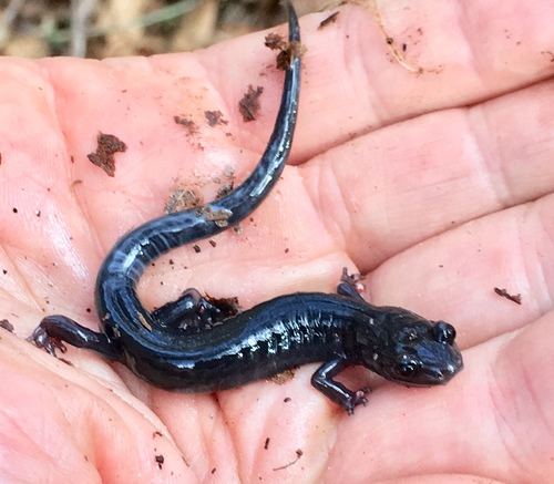 Southern Gray-cheeked Salamander