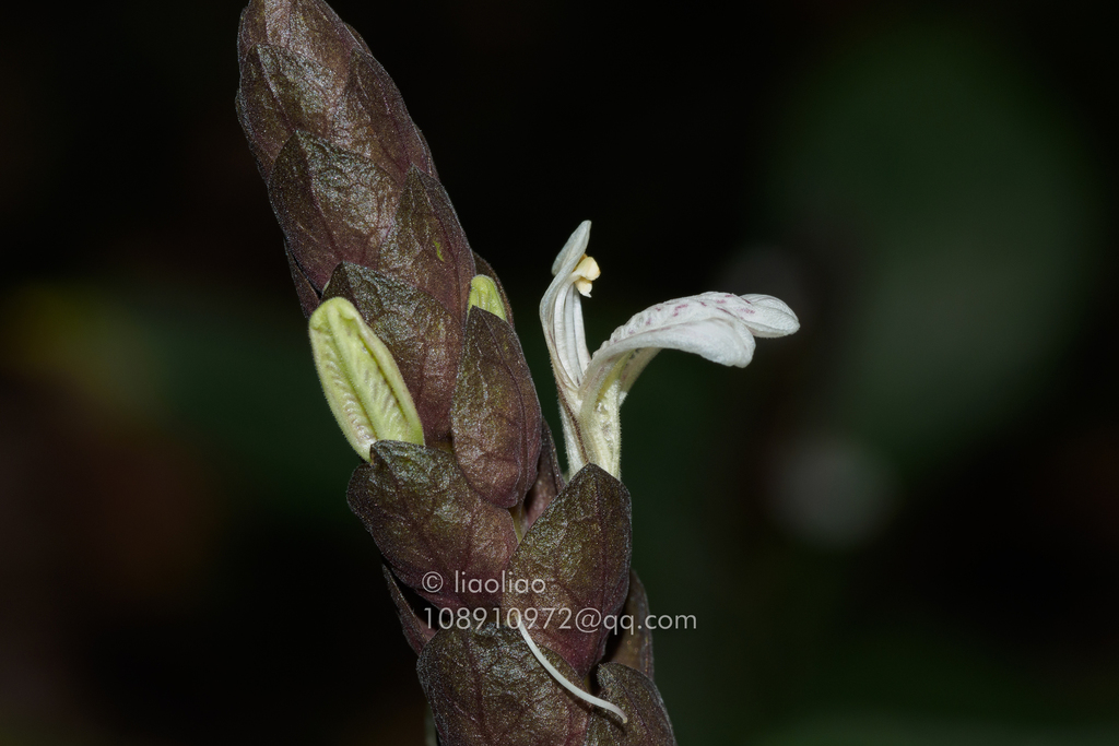 Justicia ventricosa (Justicia ventricosa)