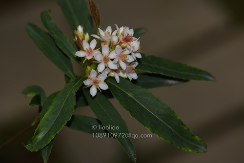 Rhaphiolepis salicifolia
