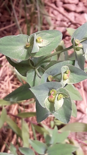 Euphorbia cymbiformis