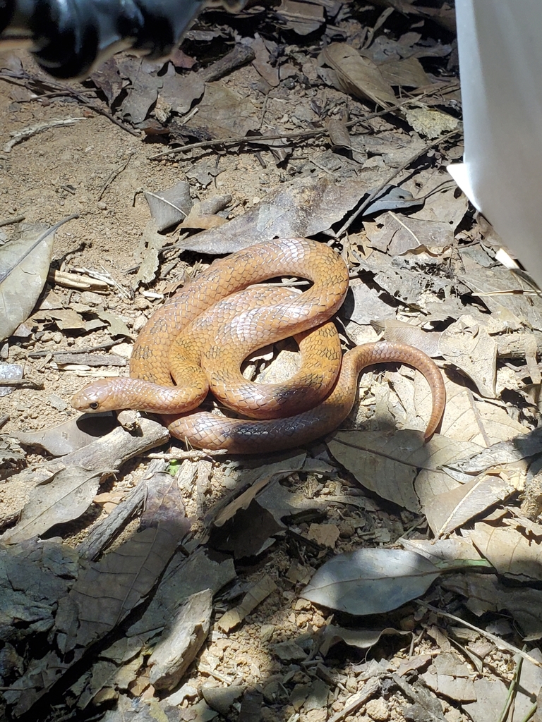 Black Cross-barred Kukri Snake From Shenzhen, Cn-gd, Cn On March 16 