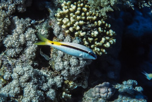 Red Sea Goatfish — seen at this dive site