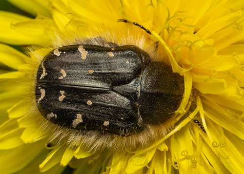 Apple Blossom Beetle