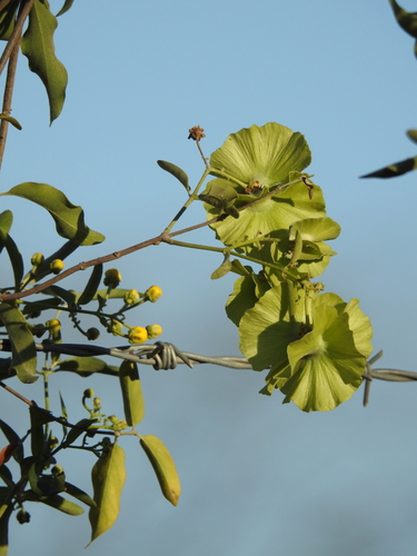 Yellow Butterfly Vine