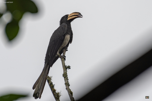 Congo Pied Hornbill