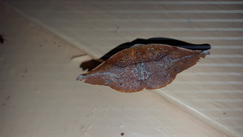 Acrotomodes chiriquensis