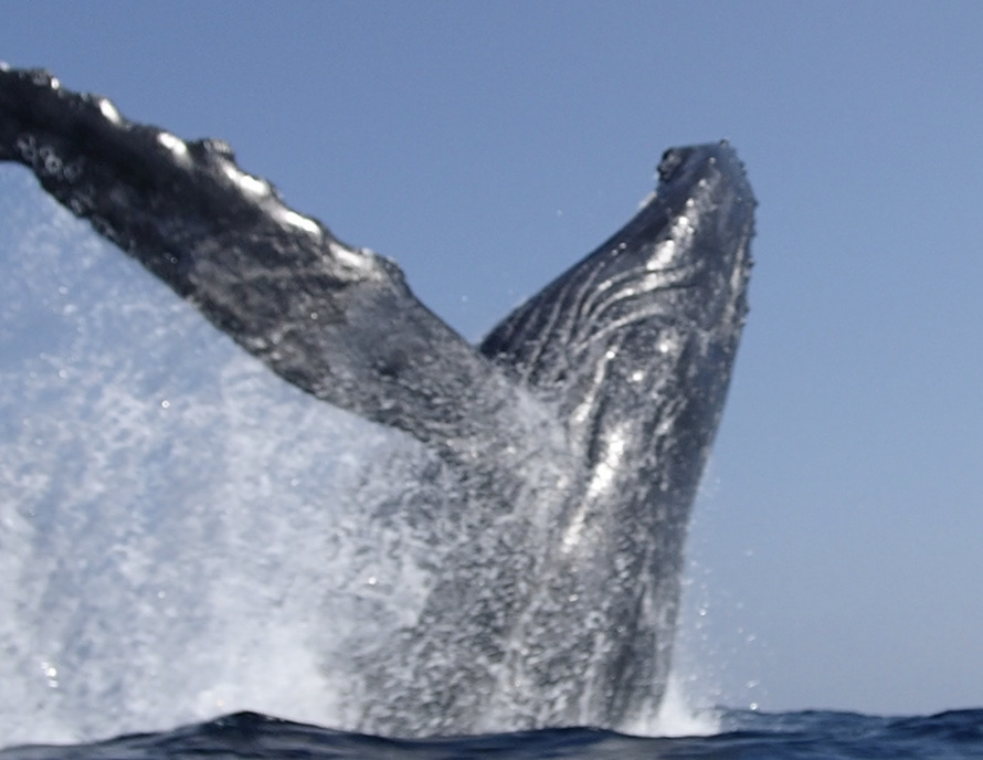 Humpback Whale