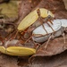 Large White Cockchafer - Photo (c) Artur Tomaszek, all rights reserved, uploaded by Artur Tomaszek