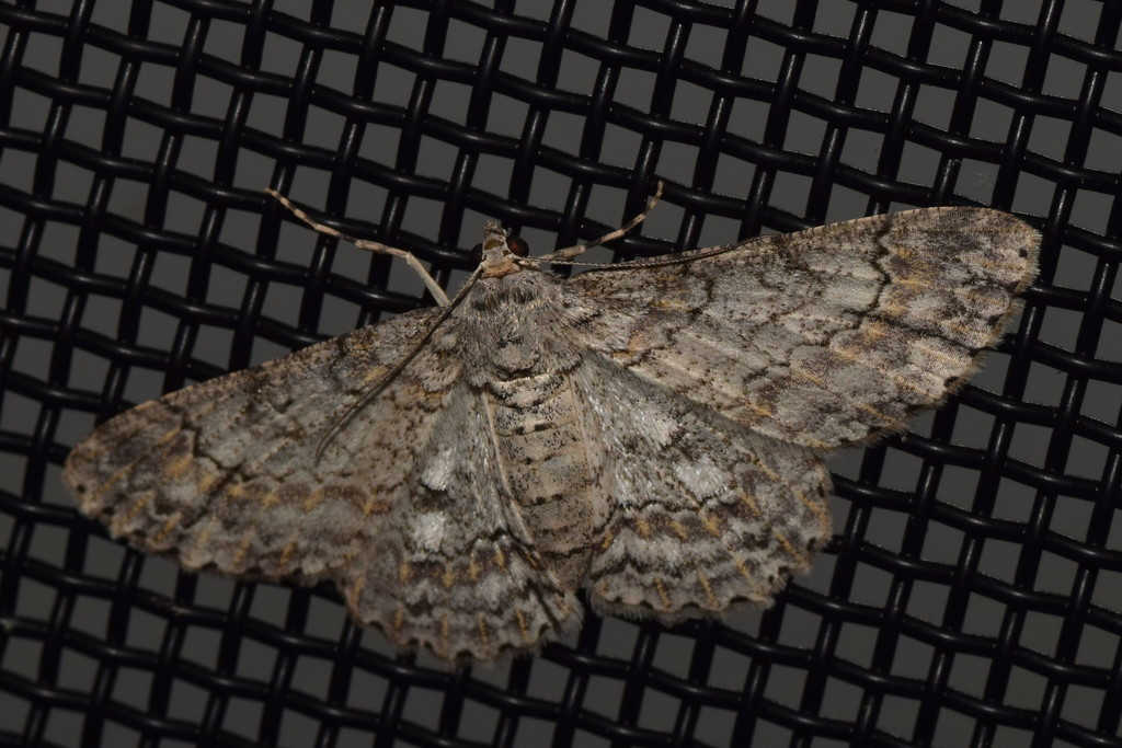 Cleora decisaria from Maleny QLD 4552, Australia on March 13, 2021 at