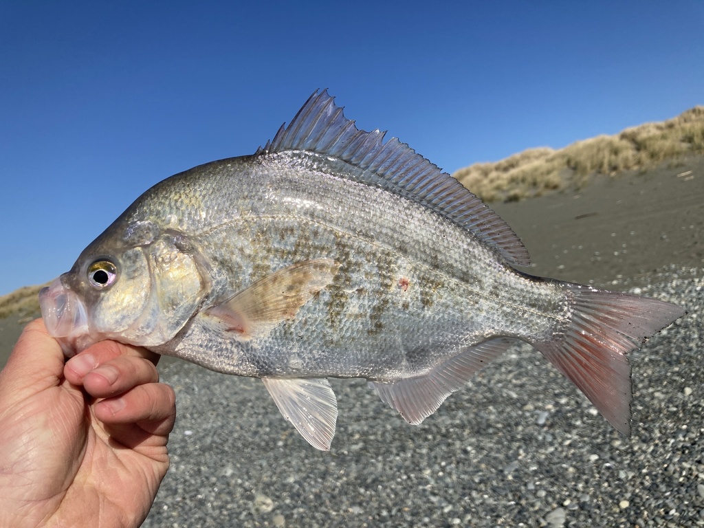 Redtail Surfperch