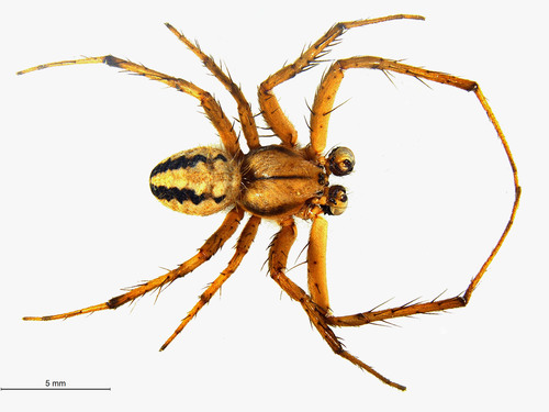 Bordered Orbweaver