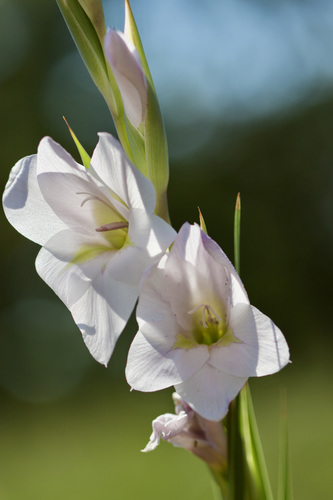 Gladiolus rehmannii