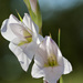 Gladiolus rehmannii - Photo (c) linda willemse, todos os direitos reservados, uploaded by linda willemse