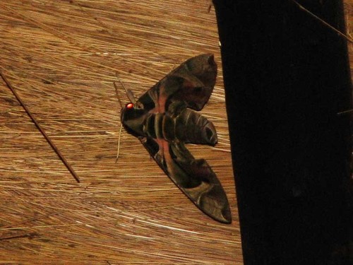 Oleander Hawkmoth