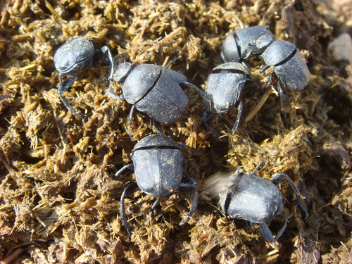 Gymnopleurus mopsus