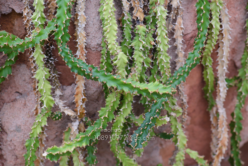Euphorbia tortirama