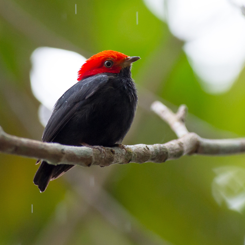 Red-headed Manakin photo