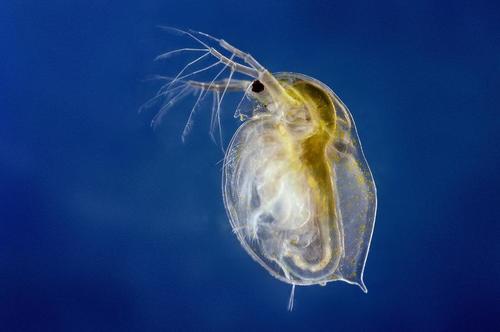 Water flea (Circle B Bar Reserve Freshwater Macros Field Guide ...