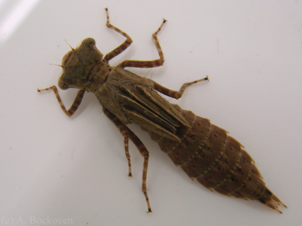 dragonfly-nymph-larvae-circle-b-bar-reserve-freshwater-macros-field