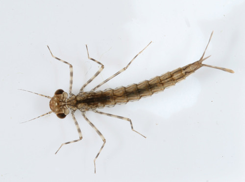 Damselfly larvae (Circle B Bar Reserve Freshwater Macros Field Guide ...