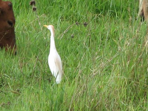 Western Cattle-Egret