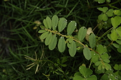 Image of Phyllanthus caroliniensis