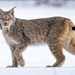 Canada Lynx - Photo (c) Ryan MacDonnell, all rights reserved, uploaded by Ryan MacDonnell