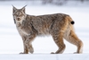 Canada Lynx - Photo (c) Ryan MacDonnell, all rights reserved, uploaded by Ryan MacDonnell