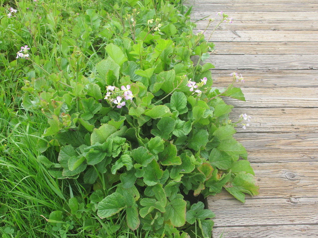 Nominate Wild Radish (Guide to Cambria's Invasive Weeds) · iNaturalist