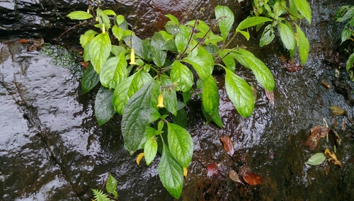 Titanotrichum