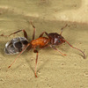 Western Velvety Tree Ant - Photo (c) Gary McDonald, all rights reserved, uploaded by Gary McDonald